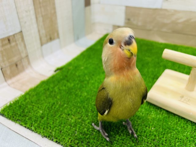 コザクラインコ（小桜インコ）