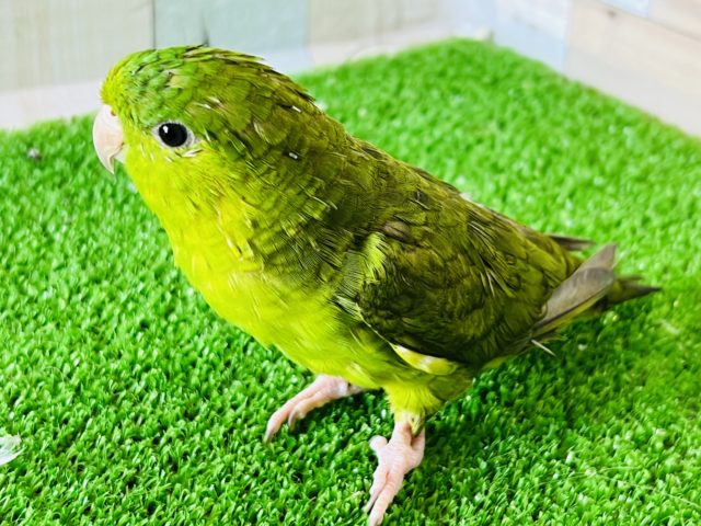 サザナミインコ