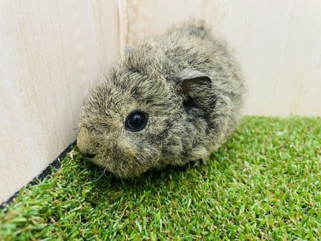 テディモルモット