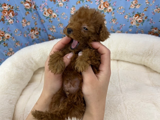 トイプードル