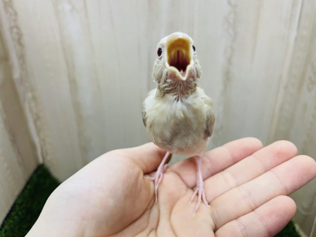 シナモン文鳥