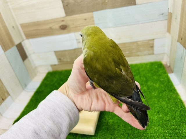 コザクラインコ（小桜インコ）