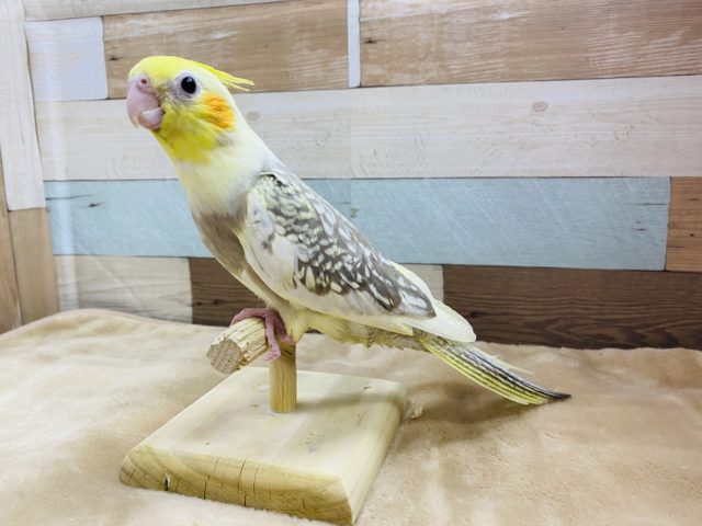 オカメインコ