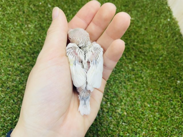 シルバーイノ文鳥