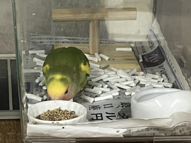 コザクラインコ（小桜インコ）