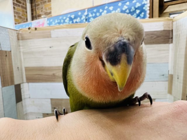 コザクラインコ（小桜インコ）