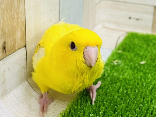 サザナミインコ