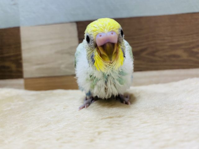 セキセイインコ