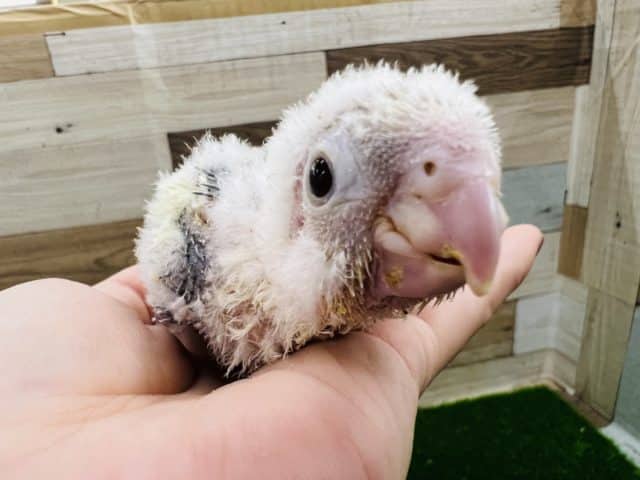 ホオミドリウロコインコ