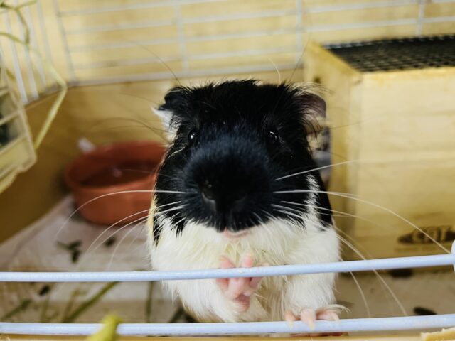 イングリッシュモルモット
