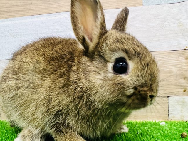 ネザーランドドワーフ