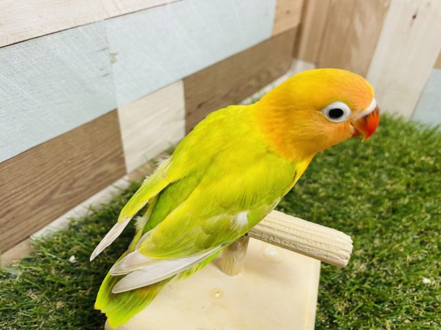 最新画像あり☆目を引く派手カラー☆ヤマブキボタンインコ(イエロー) ヤマブキボタンインコ