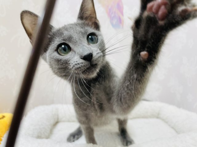 ロシアンブルー