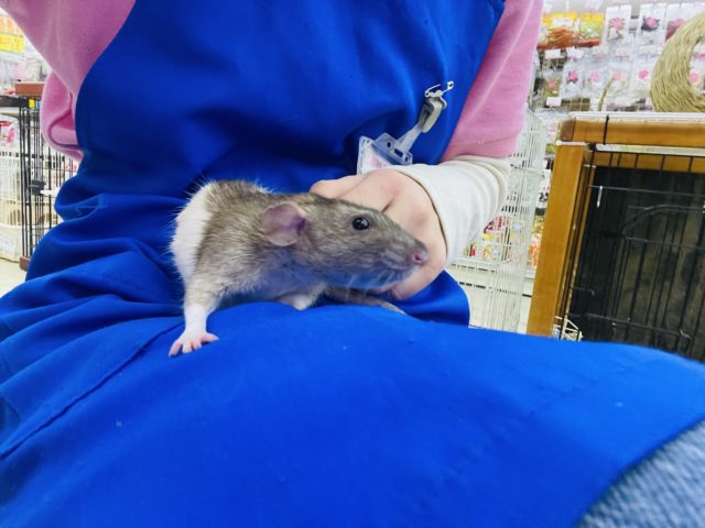 ファンシーラット