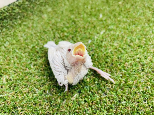 シルバーイノ文鳥