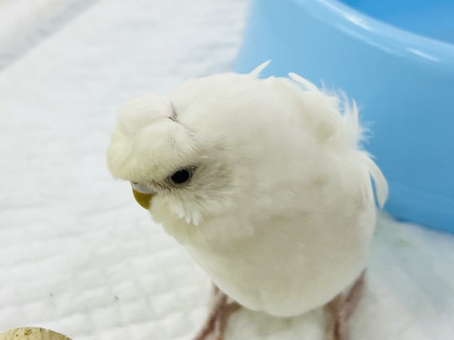 羽衣セキセイインコ