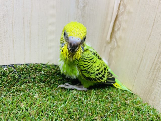 セキセイインコ