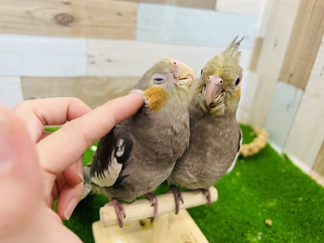 オカメインコ