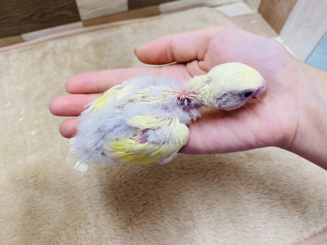 コザクラインコ（小桜インコ）