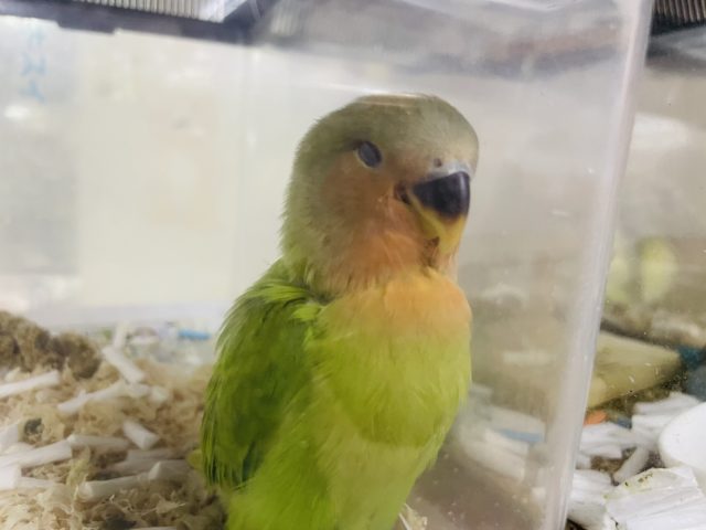 コザクラインコ（小桜インコ）