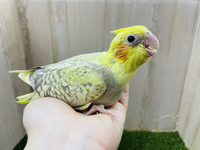オカメインコ
