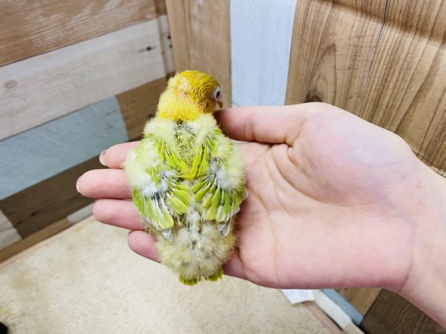 ヤマブキボタンインコ