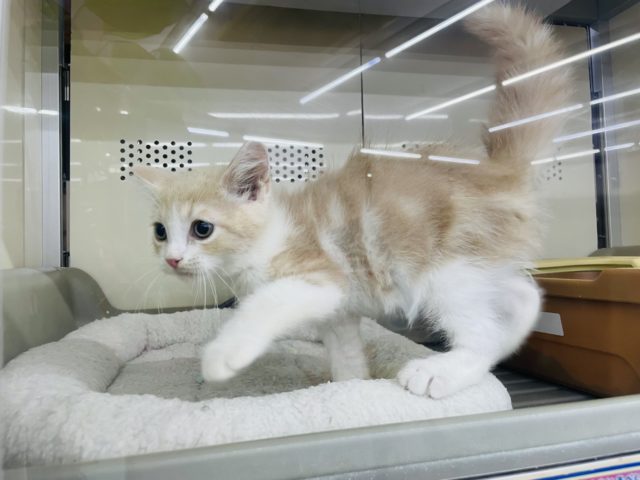 スコティッシュフォールド