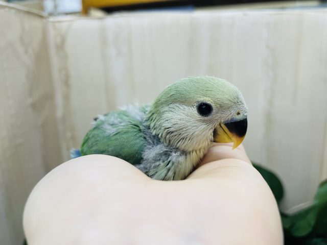 コザクラインコ（小桜インコ）