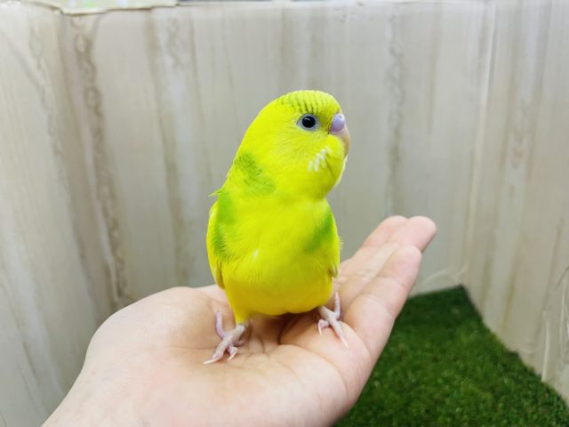 セキセイインコ