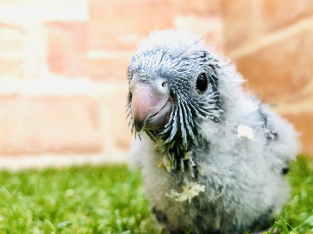 サザナミインコ