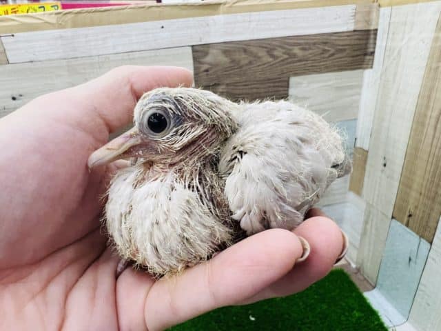 ジュズカケバト