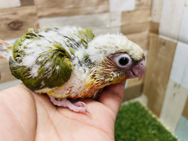 ホオミドリウロコインコ