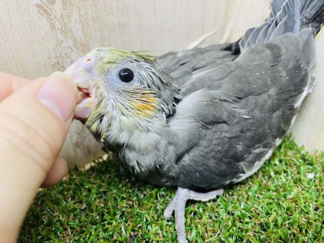 オカメインコ