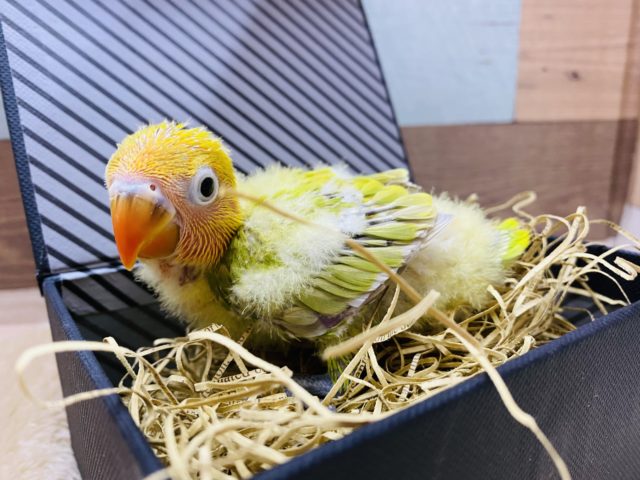 最新画像あり☆目を引く派手カラー☆ヤマブキボタンインコ(イエロー) ヤマブキボタンインコ