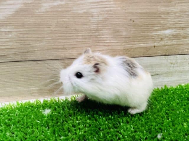 ロボロフスキーハムスター
