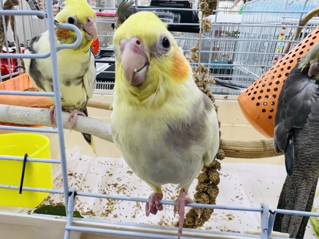 オカメインコ