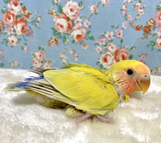 コザクラインコ（小桜インコ）