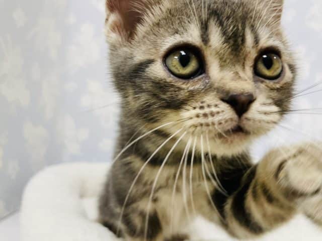 アメリカンショートヘア