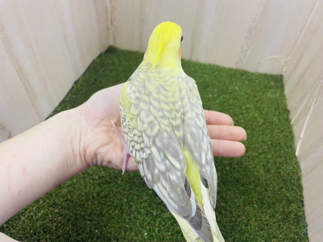 オカメインコ