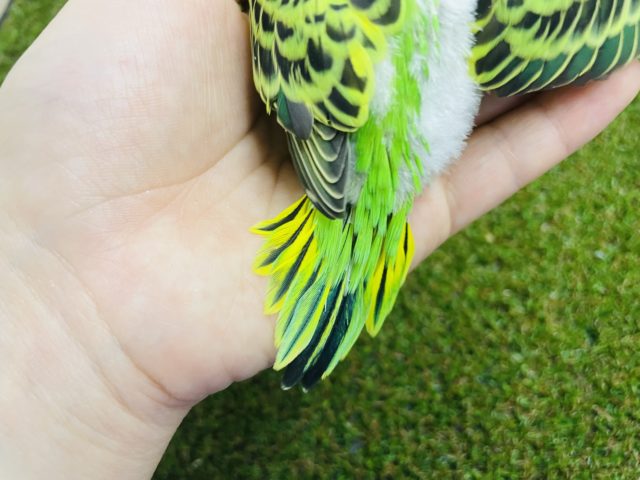 セキセイインコ