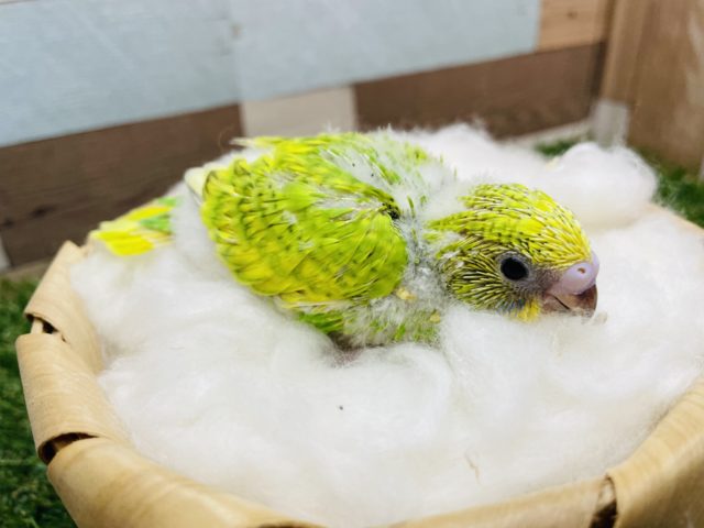 セキセイインコ