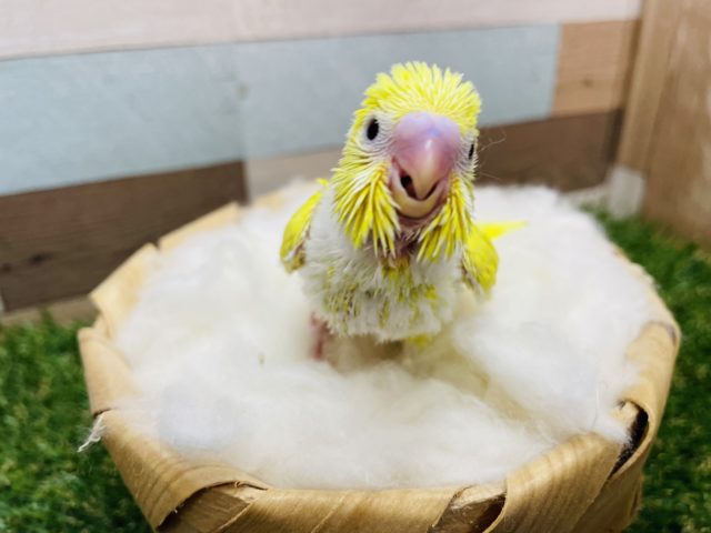 セキセイインコ
