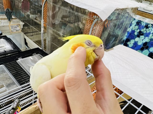 オカメインコ