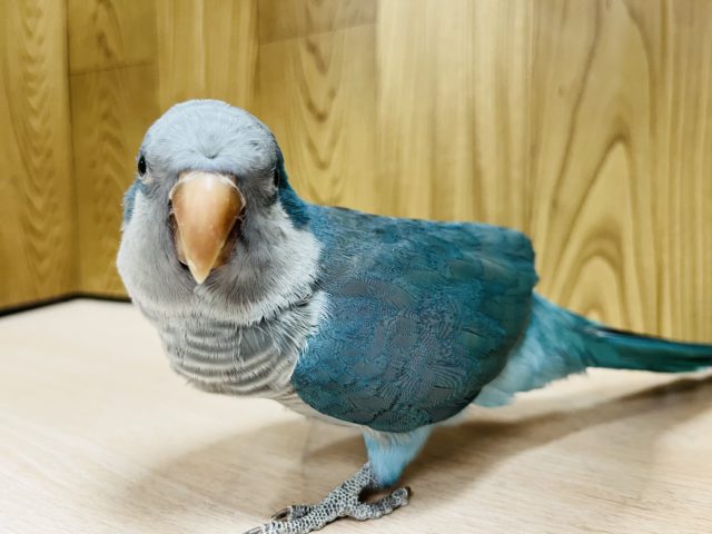 オキナインコ