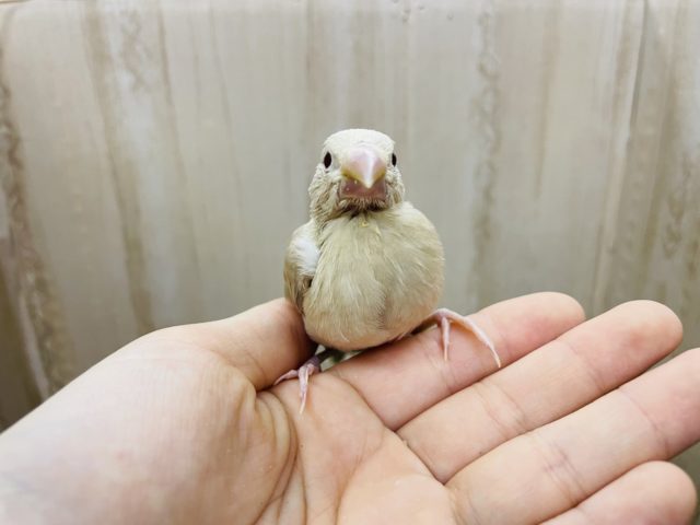 シナモン文鳥