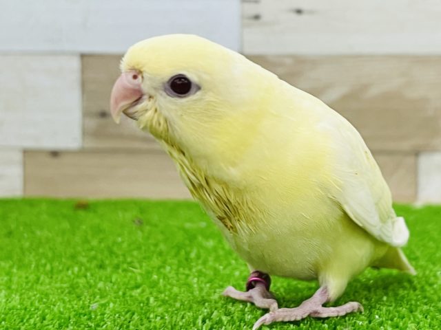 最新画像更新☆レアカラーだよ!クリームイノのサザナミインコ☆ サザナミインコ