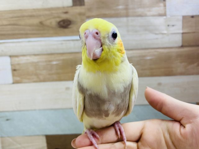オカメインコ