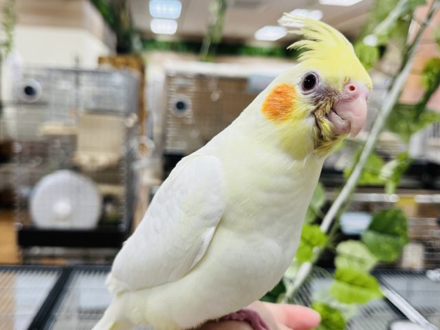 オカメインコ