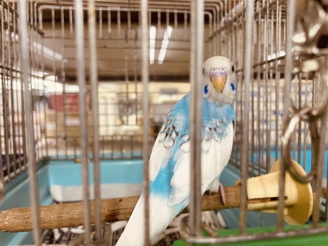 セキセイインコ