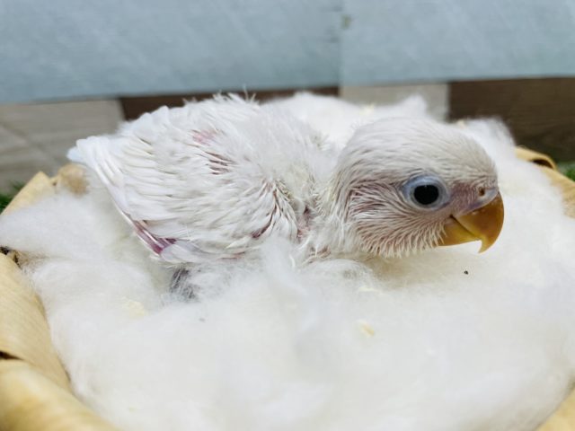 ホワイトボタンインコ